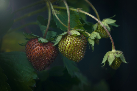 Zomer fruit