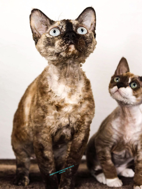 Devon rex mama Dalida en dochter Noxy 