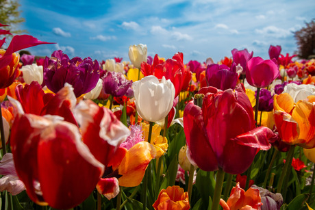 kleurrijke tulpen