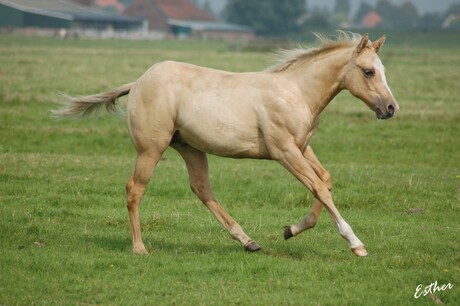 Palomino Veulen..