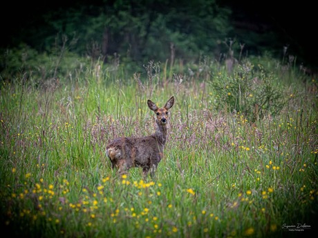 Reeën in het Leudal 