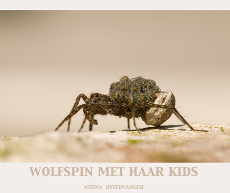 Wolfspin met haar kids