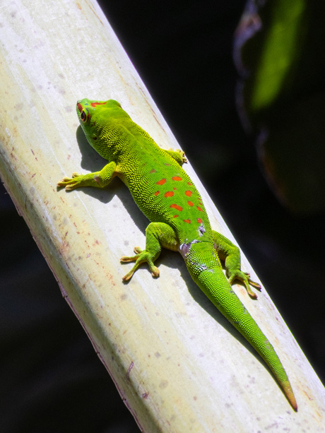 Mauritius laaglandbos daggekko
