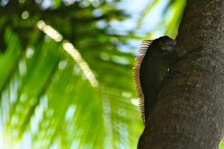 Costa Rica (Iguana)