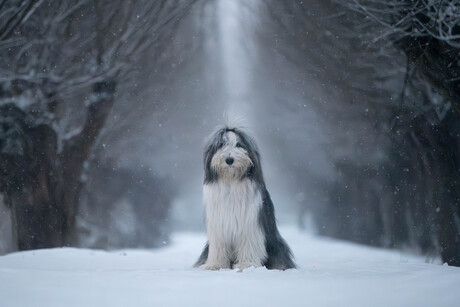 Olaf in zijn natuurlijke habitat!