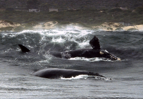 Walvissen spelen in de golven