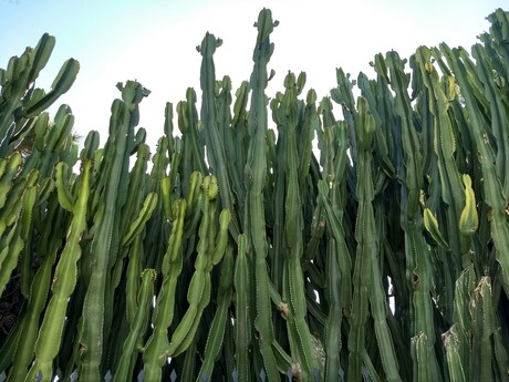 Door het bos de bomen niet meer zien 