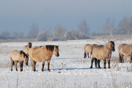 Konikpaarden Oostvaardersplassen