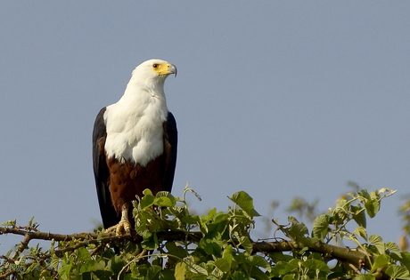 African Fish Eagle