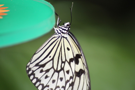 Close-up vlinder