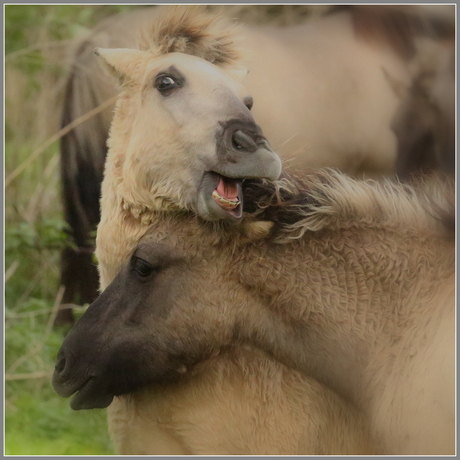 Konikpaarden Oostvaardersplassen