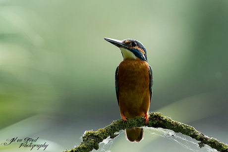 IJsvogel