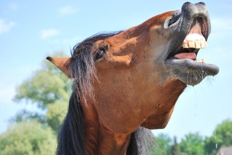 een gegeven paard moet je niet........