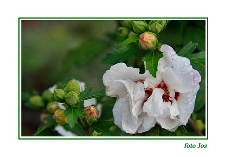 Hibiscus na regen