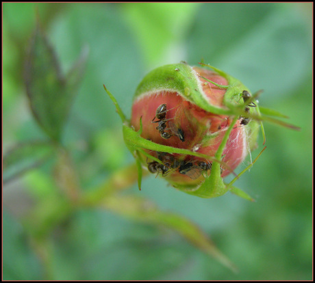 Flora en fauna