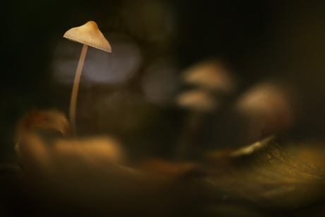 Groepje paddenstoelen