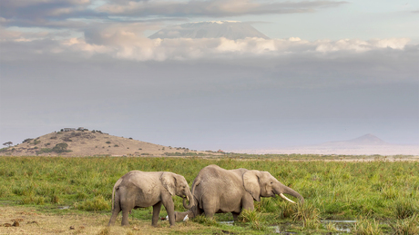 Olifanten voor de Kilimanjaro