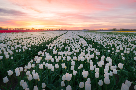 Witte Tulpen.