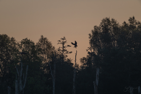 landende zeearend