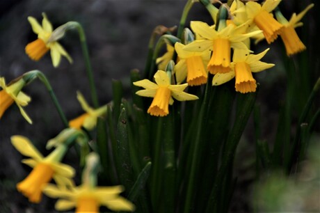 narcis in close up