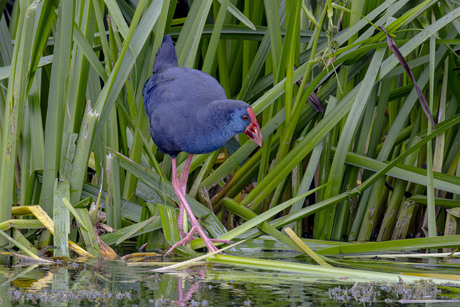 Purperkoet  in een Hollandse polder