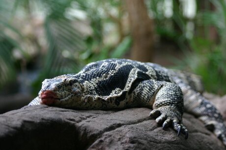 Dierenpark Emmen - 1