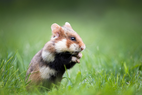 Hamster