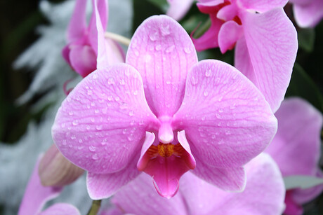 Orchidee