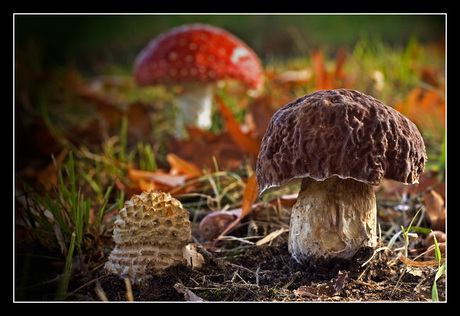 Drie paddenstoelen