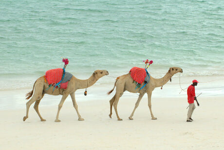 Beach camels