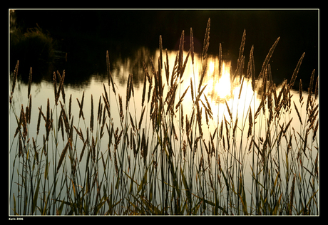 Gouden riet