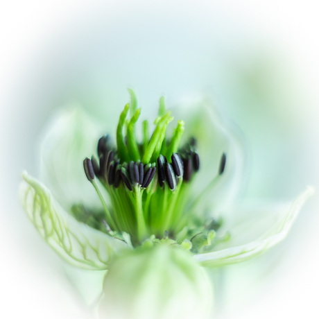 Hart van Nigella
