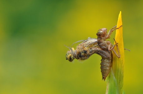 born dragonfly