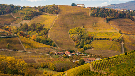 Wijngaarden van Barolo