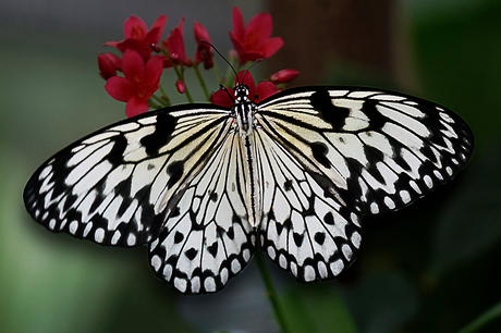 Paper kite