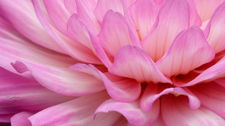 Pink Dahlia