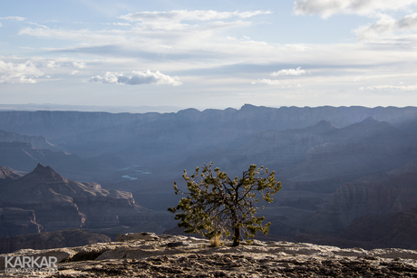 Het leven van een boompje in de Grand Canyons