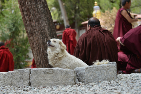 Meditatief moment in Tibet