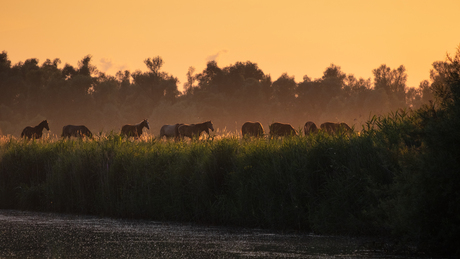 Paarden in de Biesbosch