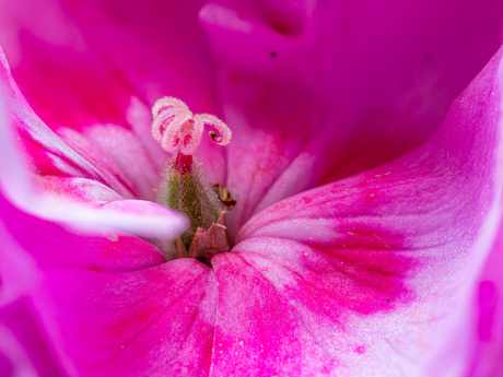 Hart van een geranium