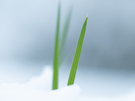 Cold Grass