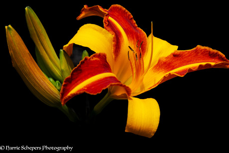 Bloem in eigen tuin