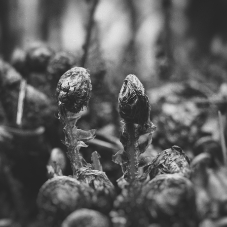 The awakening of a buckler fern in three parts. Het ontwaken van een stekelvaren in 3 delen. It wekker wurden fan in stikelfear yn trije dielen.