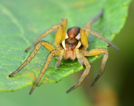 Gerande oeverspin in al haar pracht. ♀