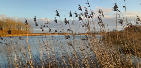 Vogelbroedgebied