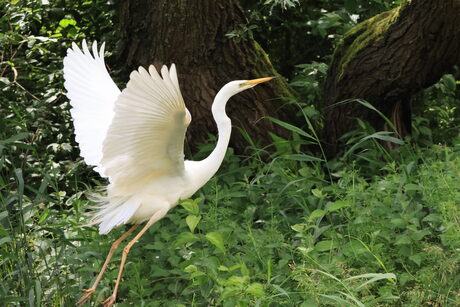 Zilverreiger 