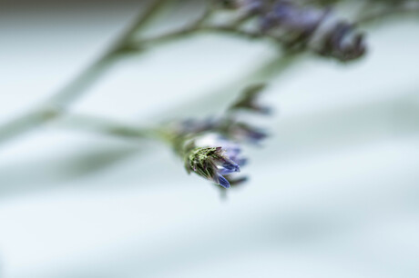 Macro uitdaging