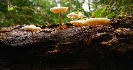 Paddenstoelen spotten 