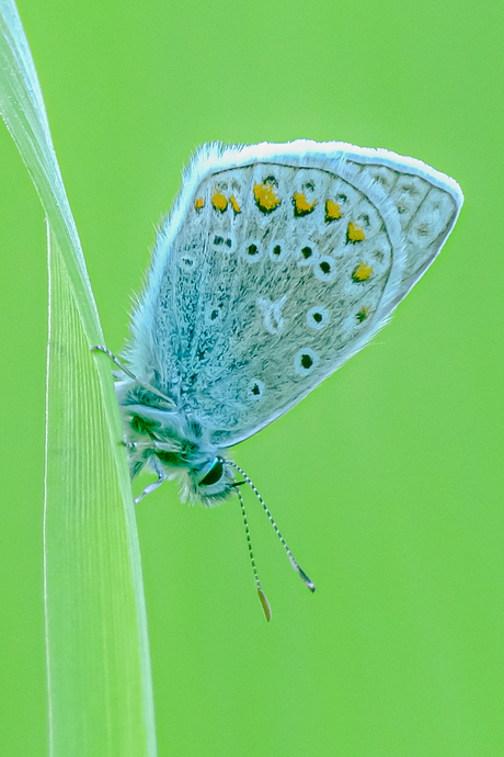 icarusblauwtje