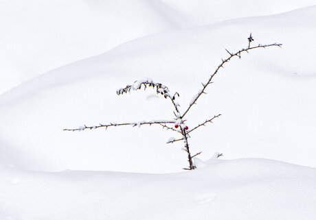 Bijna ondergesneeuwd